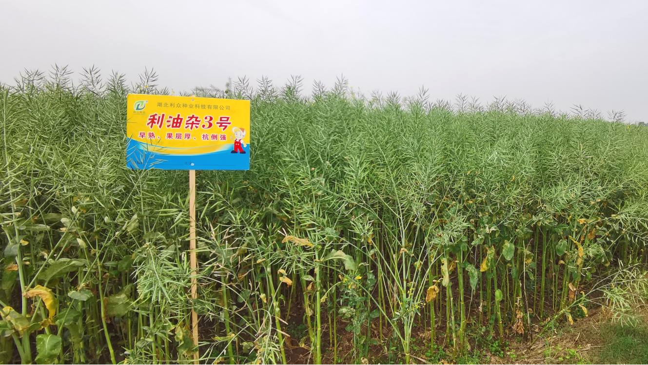 利油雜3號